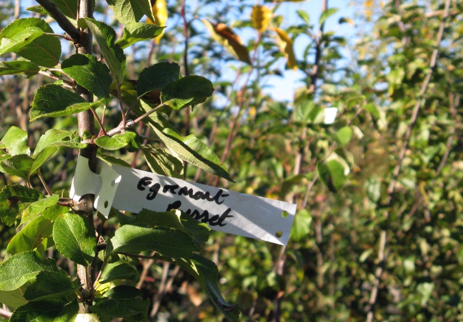 Egremont apple tree sapling